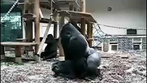 1, гориллы , что они там творят