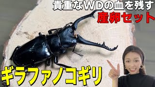 【命を繋げ】貴重なWDの血を絶やさないように産卵セットを組んでみた