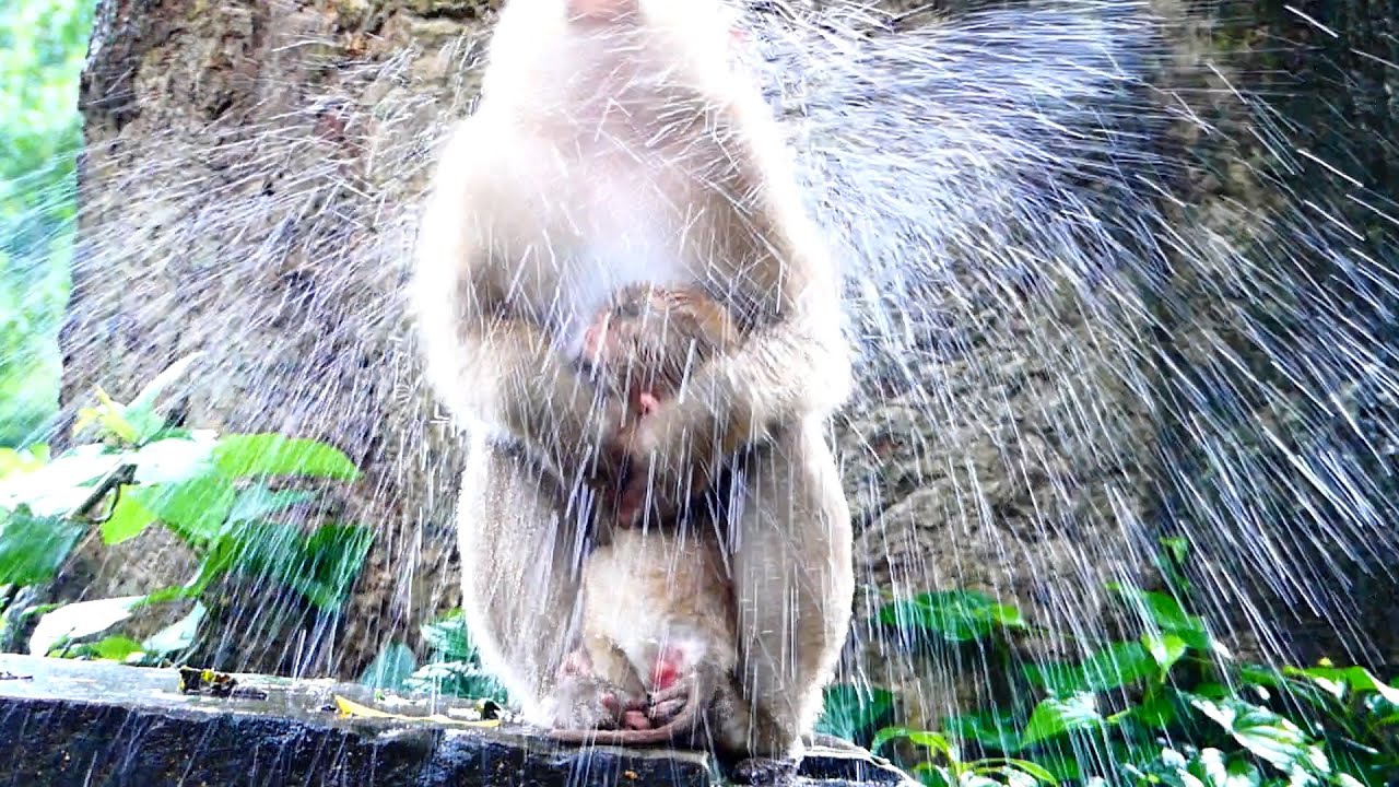 Mom can do every thing for baby keep warm for baby under heavy Rain YouTube