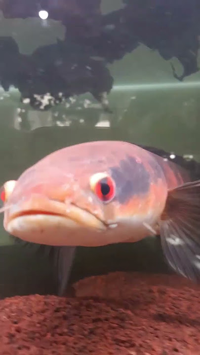 RED MARU JUMBO #channamaru #redmatujumbo #jumbo #shortsyoutube #shorts #shortvideo