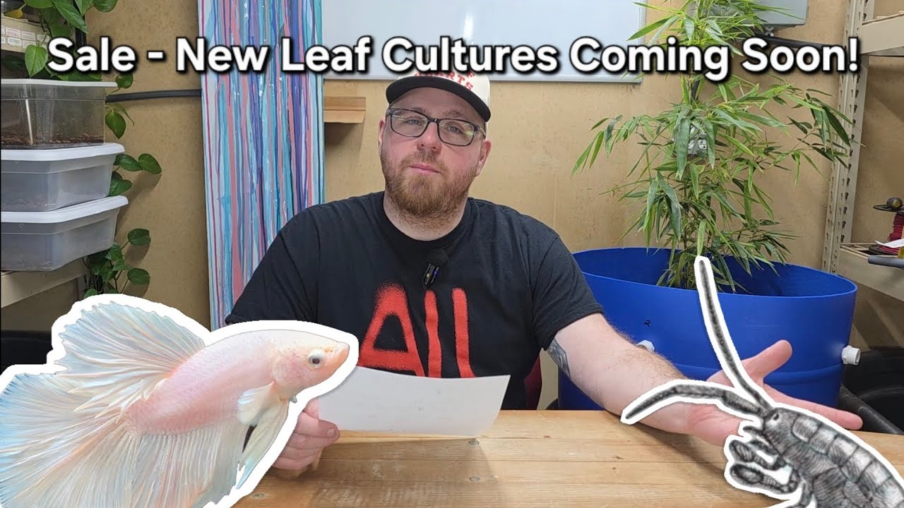 Little Update On The Goings On - Not A Friday 4 