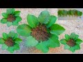 Propagate Cuban Oregano [Effectively]