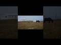 ‘Visitor’ from our documentary TÍU, out now