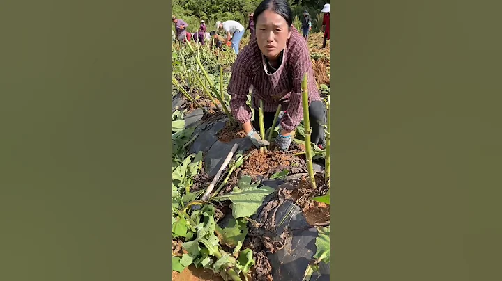 Sweet potatoes harvesting from farmers with rural farming life #harvesting #potatoes - DayDayNews