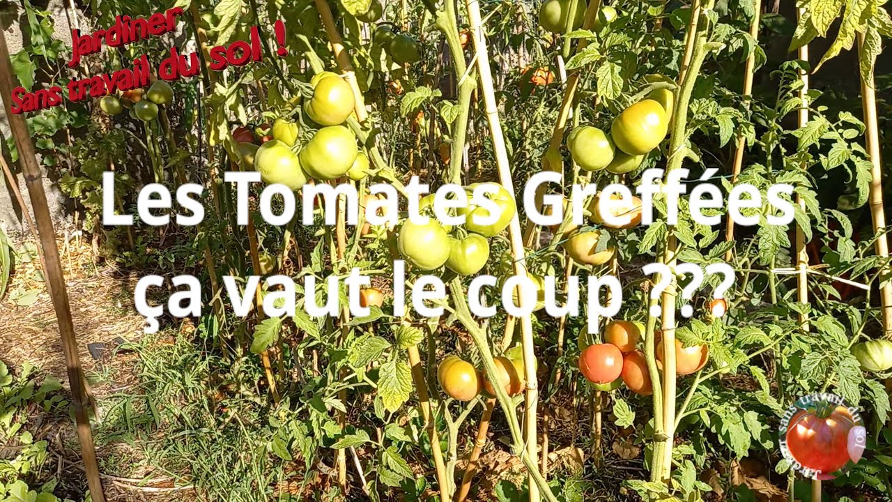 Les tomates greffées ça vaut le coup ?