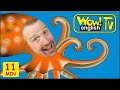 Sea and Farm Animals for Kids | English Stories from Steve and Maggie | Wow English TV