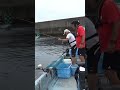 【幻の超高級魚】アタリもド派手で引きも強烈 #Shorts