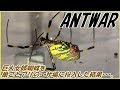 蟻戦争Ⅱ#89 ジョロウグモという強敵を前にしてアリは恐怖心を抱く?編~Do ants have fear of spiders?~