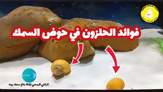 فوائد الحلزون في حوض سمك الزينه