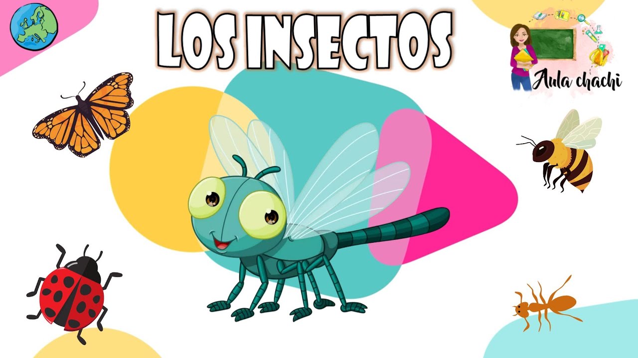 Los insectos | Aula chachi - Vídeos educativos para niños - YouTube
