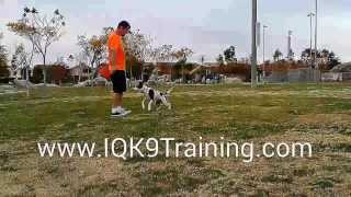 IQ K9 TRAINING | Oceanside Dog Training | Disc Dog Long Distance Throw