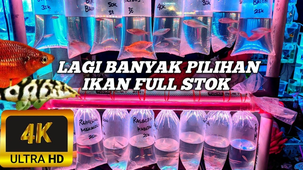REVIEW IKAN UNTUK-UNTUK HARGA TERJANGKAU MUALI DARI 30K DI PASAR IKAN HIAS JATINEGARA JAKARTA TIMUR 