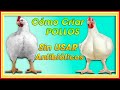 CRIAR pollos SANOS sin Antibióticos ǀ Ing. Jannin Hernández Blandón