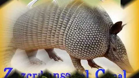 los armadillos de la sierra   Elenita.