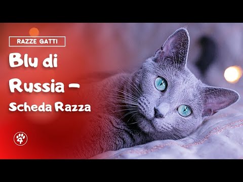 Video: Fatti e informazioni sulla razza Akbash