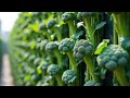 Curious About Vertical Gardening? Grow Broccoli on Your Wall Today!