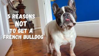 5 reasons not to get a French Bulldog! by Eric Charming 457 views 10 months ago 1 minute, 9 seconds
