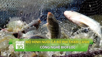 Mô hình nuôi cá rô phi thâm canh công nghệ Biofloc  | VTC16