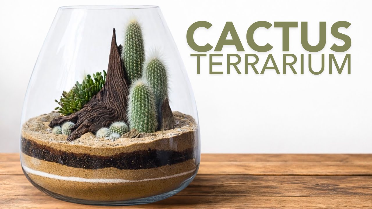 How to make a cactus terrarium