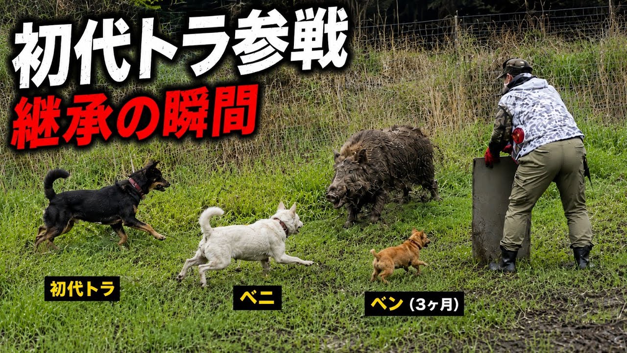 【リアルモンハン決着編】初代トラ参戦で空気が変わる　若犬たちが受け継いだ戦い方