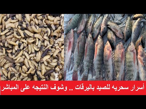 أسرار سحريه لصيد السمك البلطي الكبير باليرقات وليس دوده السبله