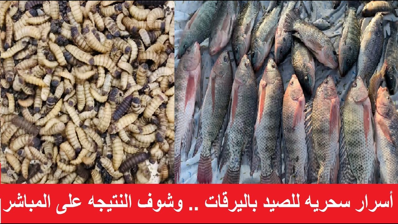 أسرار سحريه لصيد السمك البلطي الكبير باليرقات (وليس دوده السبله)