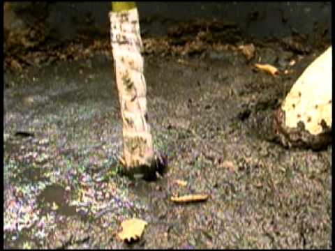 Video: ¿Deben enterrarse las tapas de las fosas sépticas?