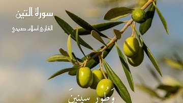 سورة التين وزيتون🌿 l ارح قلبك♥️ l القارئ اسلام صبحي