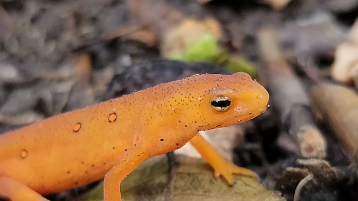 How to Care for Newts and Salamanders:  A General Care Guide [Part 1]