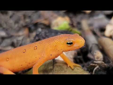 Video: Best Salamanders e Newts per principianti