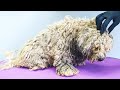 WORST MATTED Dog Condition I&#39;ve EVER Seen