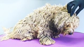 WORST MATTED Dog Condition I've EVER Seen by Groom House 47,545 views 2 months ago 18 minutes