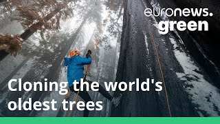 This NGO is cloning the worlds oldest trees to tackle climate change