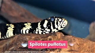 Chicken Snake (Spilotes pullatus) by A to Z Animals & Plants 82 views 3 years ago 1 minute, 18 seconds