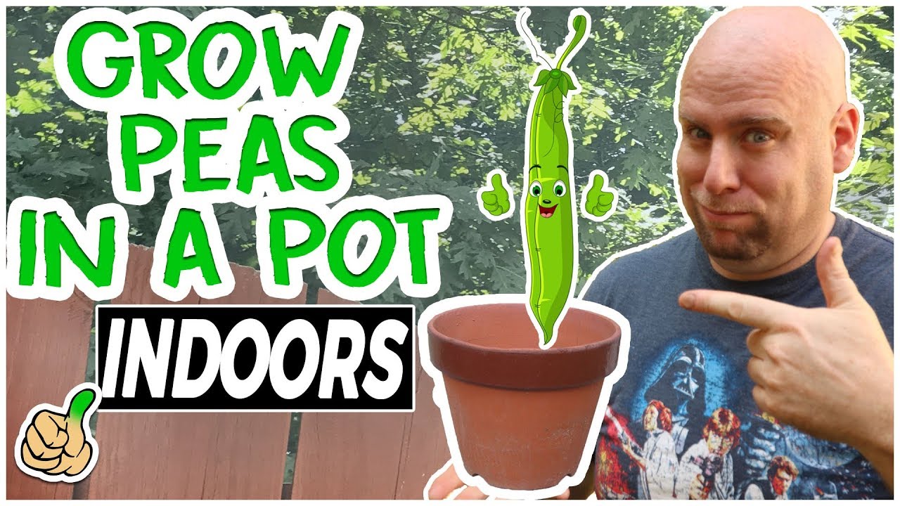 Growing Sweet Peas Indoors - Early Start To The Grow Season | Container Series 🎍