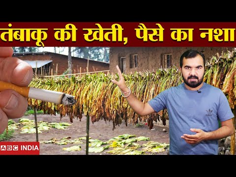 वीडियो: क्या तंबाकू के पौधे अवैध हैं?