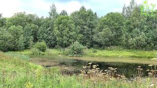 Music of nature calming the nervous system Singing birds Forest pond 4K video by Звуки природы Павел Relaxik 637 views 8 months ago 31 minutes