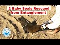 2 Baby Seals Rescued From Entanglements