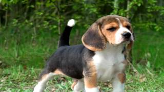 Beagle Deworming