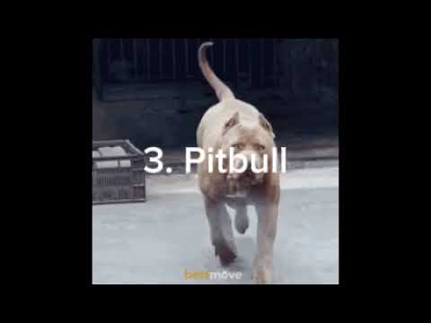 5 Bravest Dogs That Will Even Face Wild Beasts