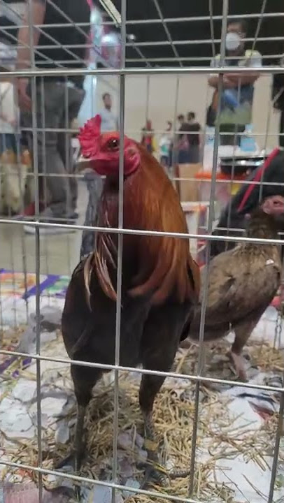 Poultry Expo Team Escolin Gilmore Hatch Broodstag 25k php/$500 IGF 2022 #shorts