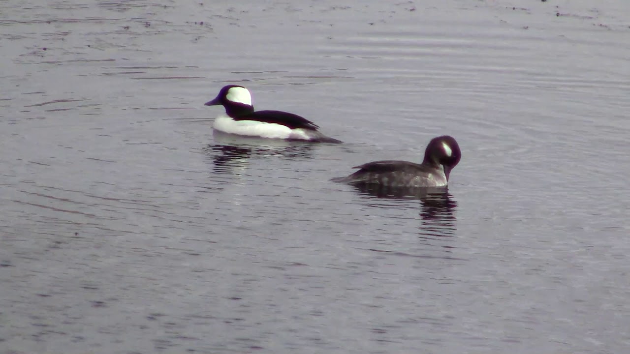 White-breasted Nuthatch, Black-Neck Grebe, Northern Pintail