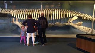 Harvard Museum of Natural History - 20171009 - 6