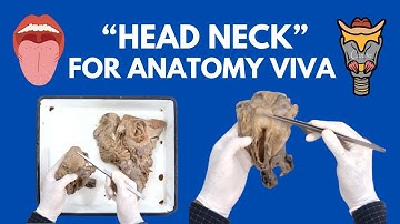 Head Neck Specimens in Just 14 Minutes | For Anatomy Viva