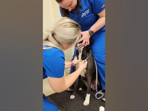 Jugular Vein blood draw on dog - YouTube