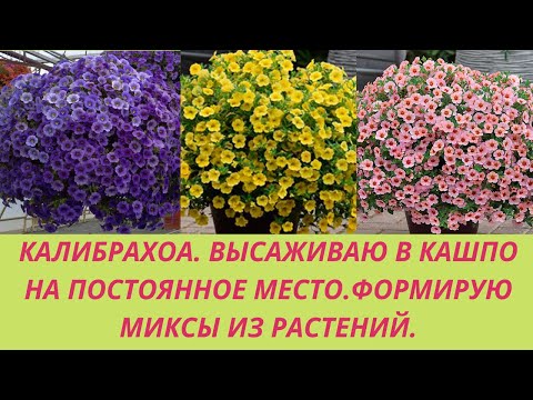 Калибрахоа. Высаживаюв в  кашпо на постоянное место. Миксы из калибрахоа. Уход после посадки.