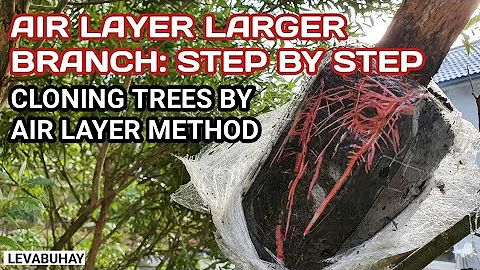 HOW TO AIR LAYER A LARGE WILLOW TREE |  AIR LAYER STEP BY STEP |  CLONING TREE BY AIR LAYER METHOD