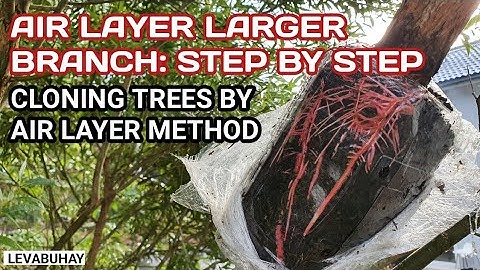 HOW TO AIR LAYER A LARGE WILLOW TREE |  AIR LAYER STEP BY STEP |  CLONING TREE BY AIR LAYER METHOD