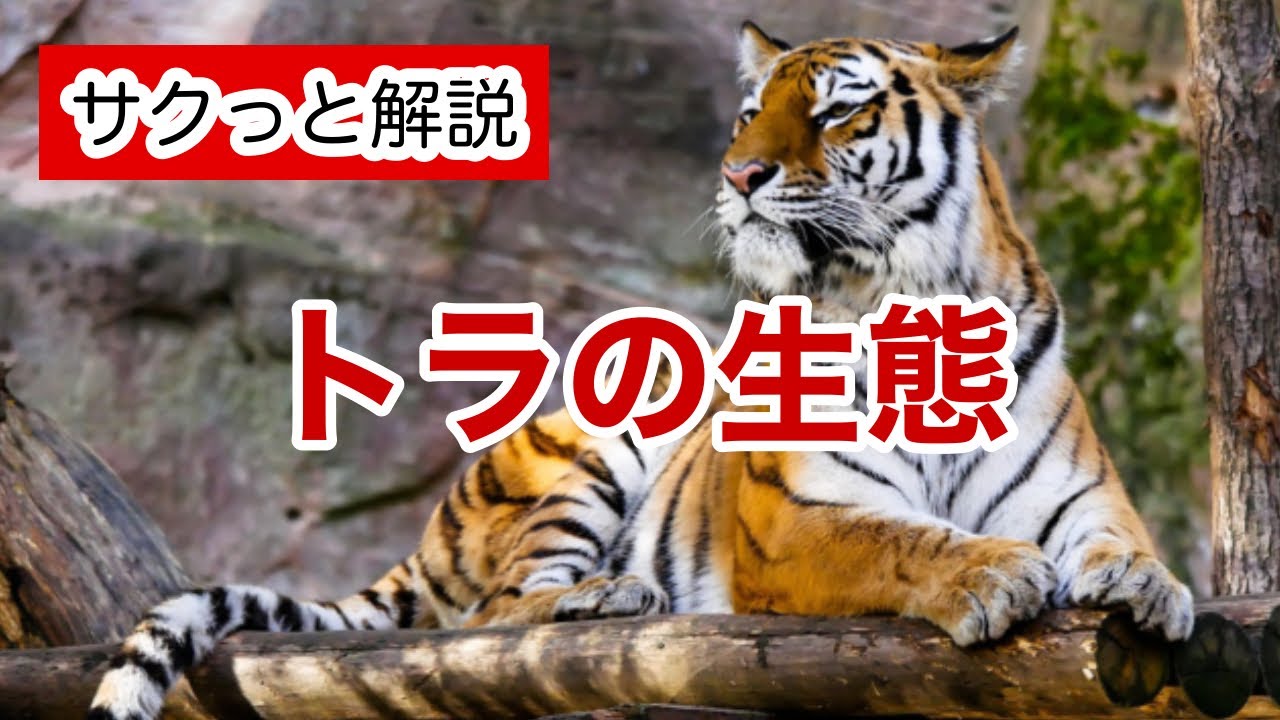 トラの生態【サクっと解説】 - YouTube