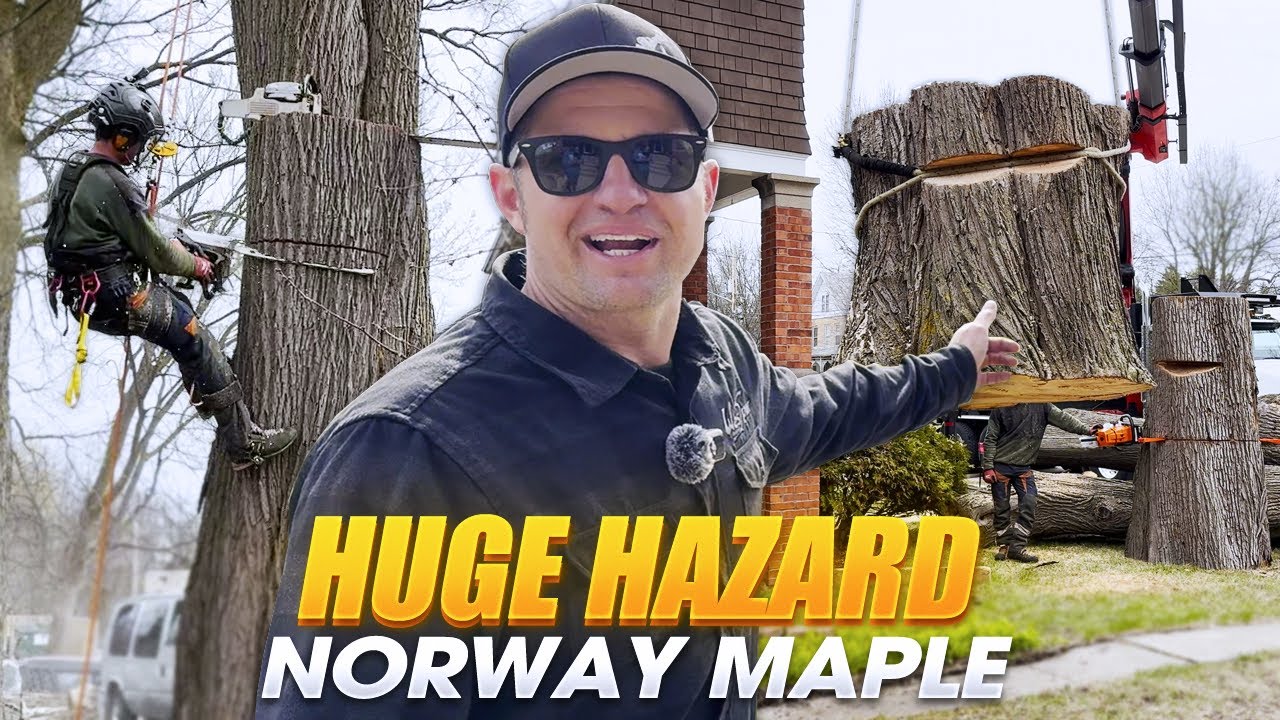 GIANT Norway Maple Tree Removal